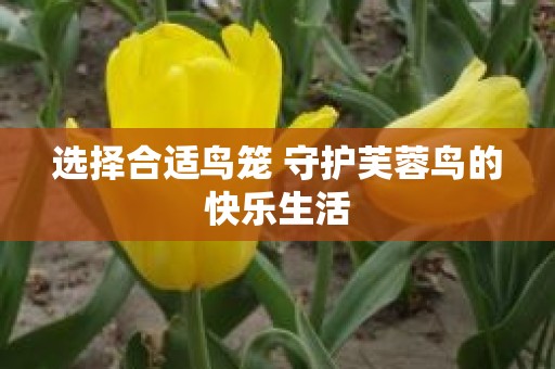 选择合适鸟笼 守护芙蓉鸟的快乐生活
