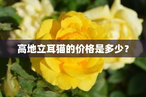 高地立耳猫的价格是多少？
