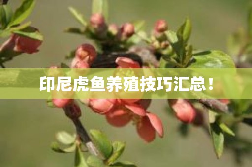 印尼虎鱼养殖技巧汇总！