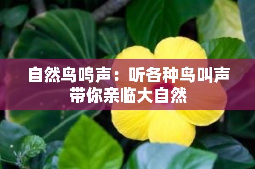 自然鸟鸣声：听各种鸟叫声带你亲临大自然