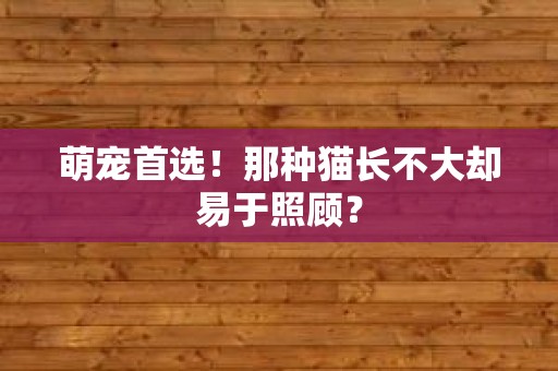萌宠首选！那种猫长不大却易于照顾？