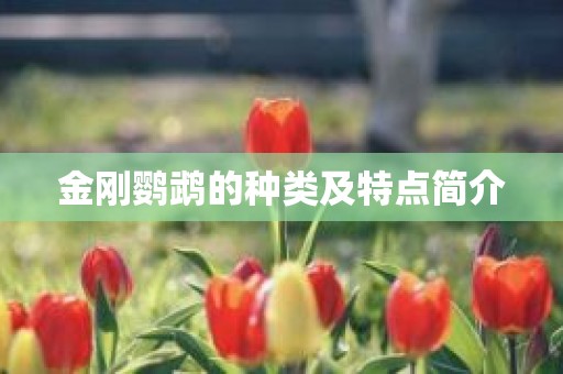 金刚鹦鹉的种类及特点简介