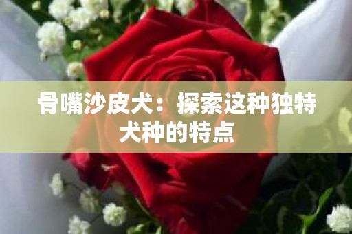 骨嘴沙皮犬：探索这种独特犬种的特点