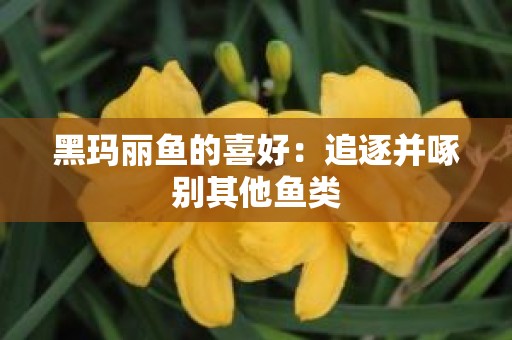 黑玛丽鱼的喜好：追逐并啄别其他鱼类