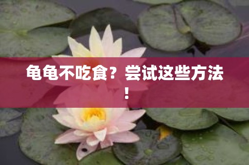 龟龟不吃食？尝试这些方法！