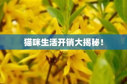 猫咪生活开销大揭秘！