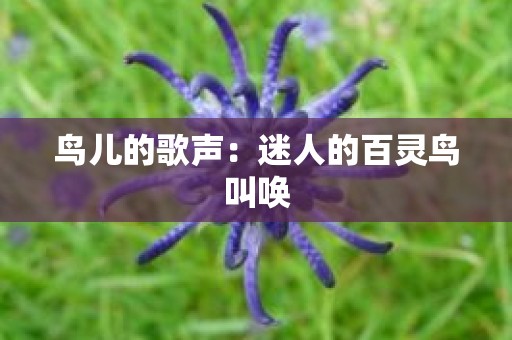 鸟儿的歌声：迷人的百灵鸟叫唤