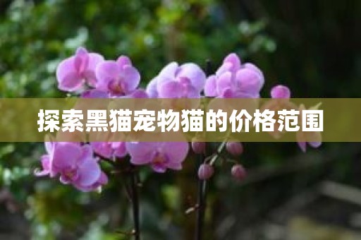 探索黑猫宠物猫的价格范围