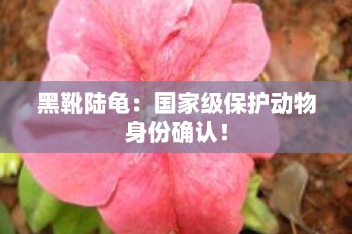黑靴陆龟：国家级保护动物身份确认！
