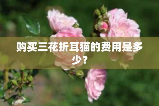 购买三花折耳猫的费用是多少？