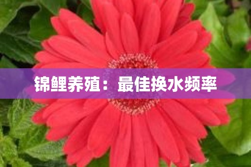 锦鲤养殖：最佳换水频率