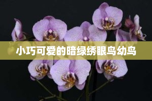 小巧可爱的暗绿绣眼鸟幼鸟