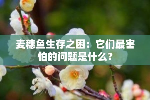 麦穗鱼生存之困：它们最害怕的问题是什么？