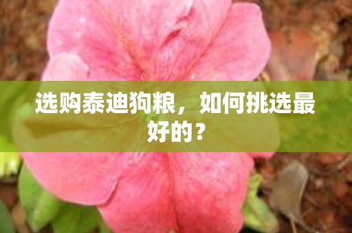 选购泰迪狗粮，如何挑选最好的？