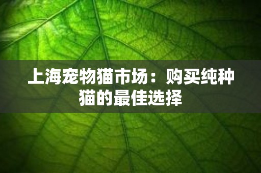 上海宠物猫市场：购买纯种猫的最佳选择