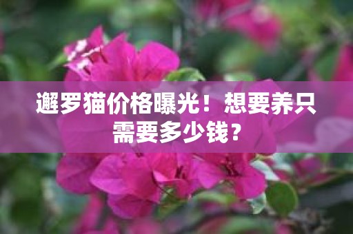 邂罗猫价格曝光！想要养只需要多少钱？