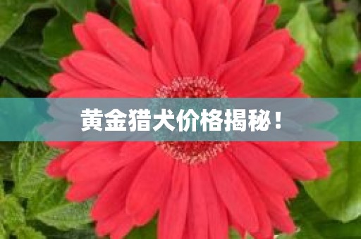 黄金猎犬价格揭秘！