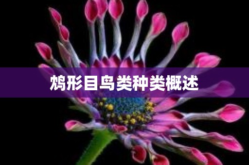 鸩形目鸟类种类概述