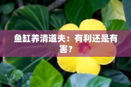 鱼缸养清道夫：有利还是有害？