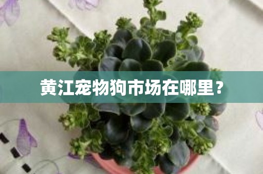 黄江宠物狗市场在哪里？