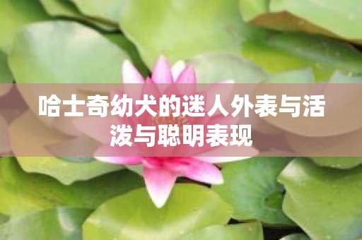 哈士奇幼犬的迷人外表与活泼与聪明表现