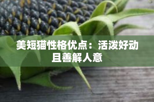 美短猫性格优点：活泼好动且善解人意