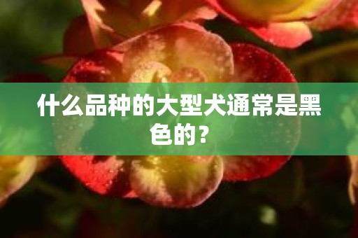 什么品种的大型犬通常是黑色的？