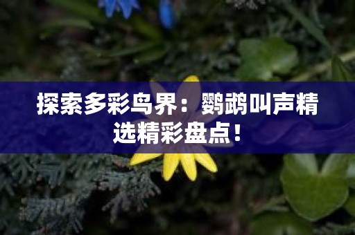 探索多彩鸟界：鹦鹉叫声精选精彩盘点！
