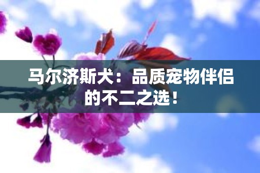 马尔济斯犬：品质宠物伴侣的不二之选！