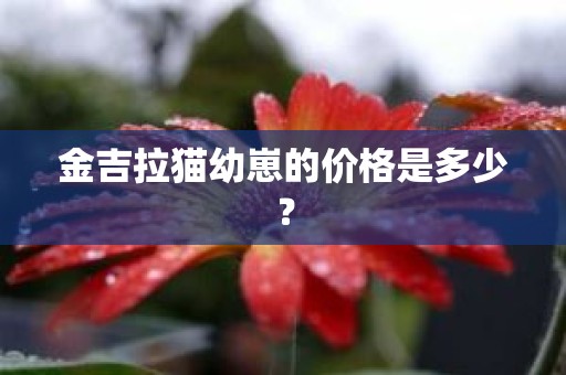 金吉拉猫幼崽的价格是多少？