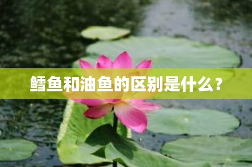 鳕鱼和油鱼的区别是什么？