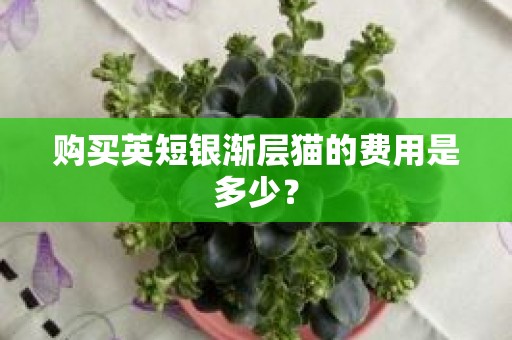 购买英短银渐层猫的费用是多少？
