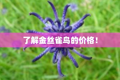 了解金丝雀鸟的价格！