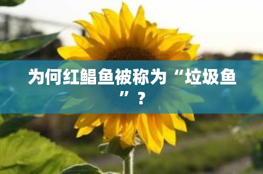 为何红鲳鱼被称为“垃圾鱼”？