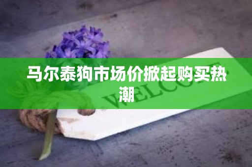 马尔泰狗市场价掀起购买热潮