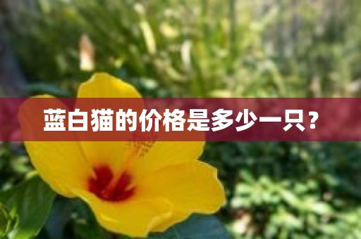 蓝白猫的价格是多少一只？