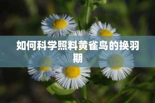 如何科学照料黄雀鸟的换羽期