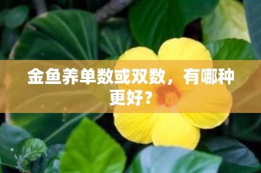 金鱼养单数或双数，有哪种更好？
