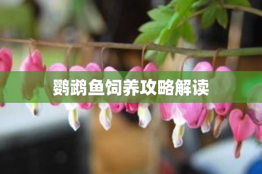 鹦鹉鱼饲养攻略解读