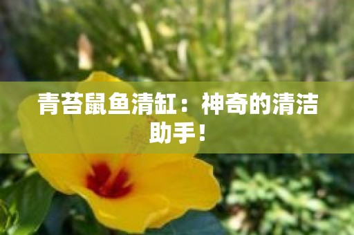 青苔鼠鱼清缸：神奇的清洁助手！