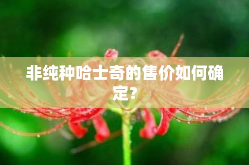 非纯种哈士奇的售价如何确定？