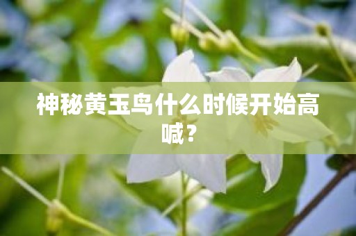 神秘黄玉鸟什么时候开始高喊？