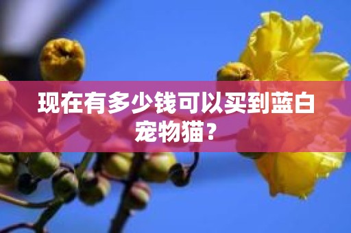 现在有多少钱可以买到蓝白宠物猫？