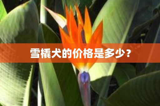 雪橇犬的价格是多少？