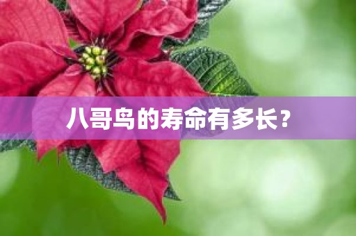 八哥鸟的寿命有多长？