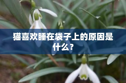 猫喜欢睡在袋子上的原因是什么？