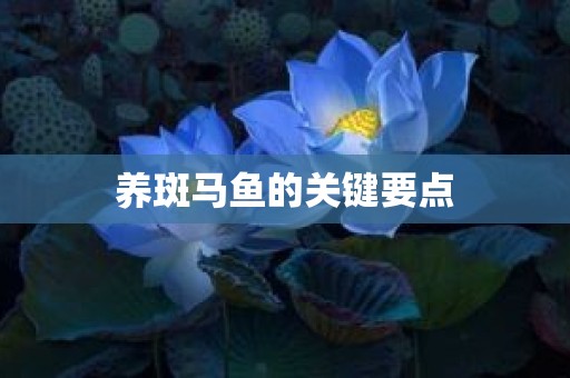 养斑马鱼的关键要点