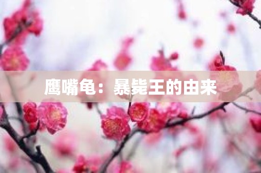 鹰嘴龟：暴毙王的由来