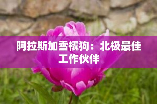 阿拉斯加雪橇狗：北极最佳工作伙伴