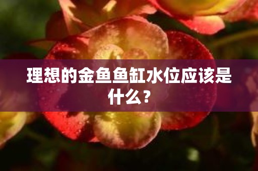 理想的金鱼鱼缸水位应该是什么？